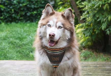 smartphoto Bandana till hund och katt